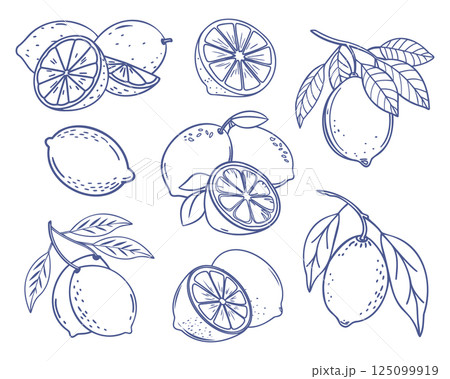 Lemon fruit set. Collection of lemon sketches. Hand drawn doodle illustration. Lemon fruit set. Collection of lemon sketches. Hand drawn doodle illustration. 125099919
