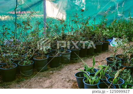 Potted green plants in garden, organic growing, greenhouse plants. High quality photo 125099927