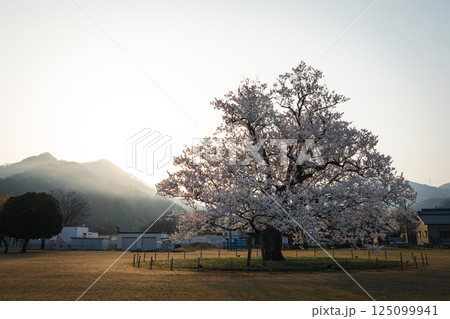 味真野小学校　桜 125099941