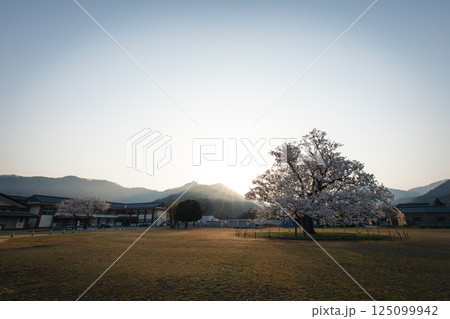 味真野小学校　桜 125099942