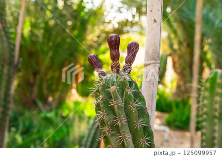 Small Bunny ears cactus grow in pot. High quality photo 125099957