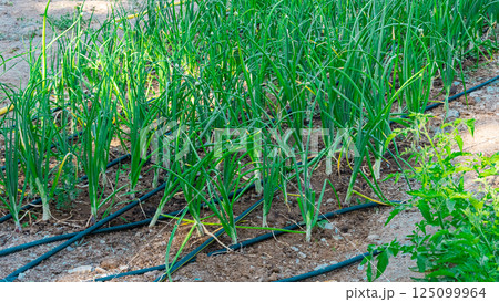 Baby vegetables planting in nursery greenhouse with drip irrigation water system, modern agricultural concept. High quality photo Baby vegetables planting in nursery greenhouse with drip irrigation water system, modern agricultural concept. High quality photo 125099964