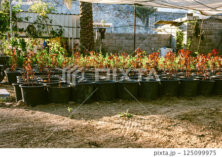 Potted green plants in garden, organic growing, greenhouse plants. High quality photo 125099975