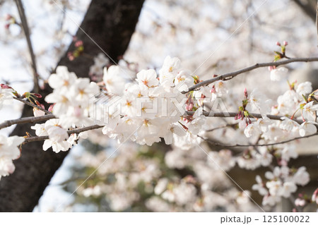 満開の桜が春の訪れ告げる③ 125100022