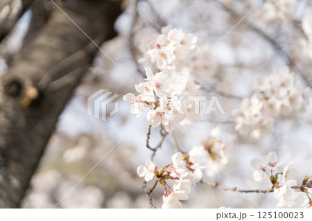 満開の桜が春の訪れ告げる④ 125100023