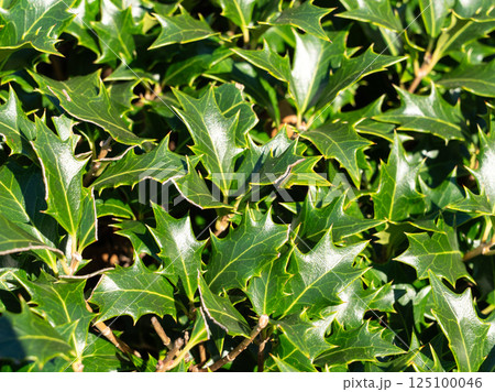 ヒイラギ 黒鉄黐 モチノキ属 125100046