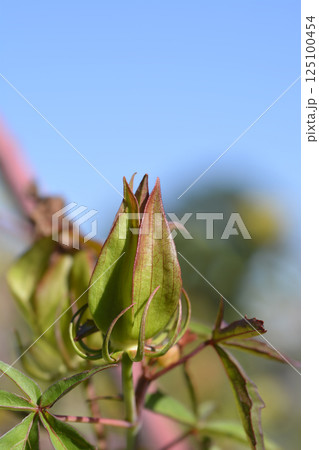 Scarlet rosemallow 125100454