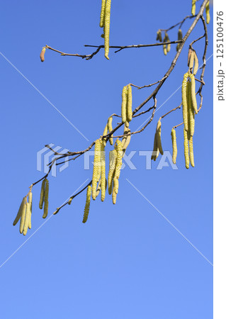 Common hazel Common hazel 125100476