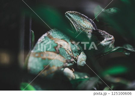 カメレオン カメレオン 125100606