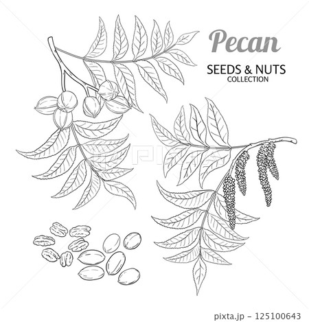 Pecan Branch Nuts Outline Illustration. 125100643