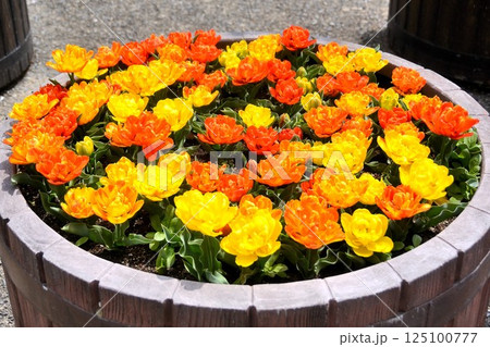 鮮やかなチューリップの花壇 鮮やかなチューリップの花壇 125100777