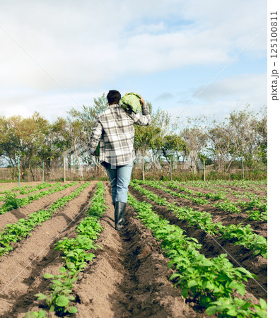 Harvest, farming and man walking on food farm for agriculture, sustainability and ecology on a field. Cabbage, vegetables and back of a farmer working on nutrition and plants in the countryside 125100811