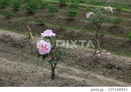岡山 後楽園 岡山 後楽園 125100931