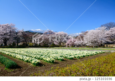 実相寺の桜と水仙畑と南アルプス(山梨県) 実相寺の桜と水仙畑と南アルプス(山梨県) 125101036