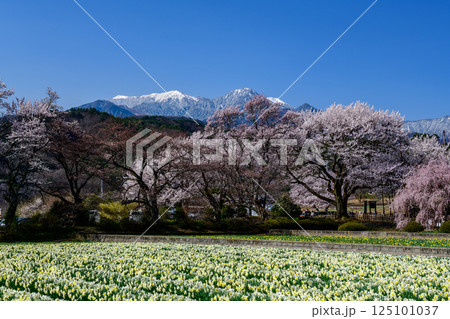 南アルプスを背景に水仙の花畑と実相寺の桜(山梨県) 南アルプスを背景に水仙の花畑と実相寺の桜(山梨県) 125101037