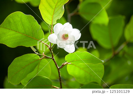 深い森に咲く幻の花オオヤマレンゲの白い花1 125101129