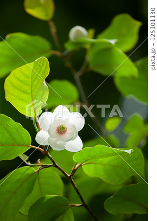 深い森に咲く幻の花オオヤマレンゲの白い花2 125101130