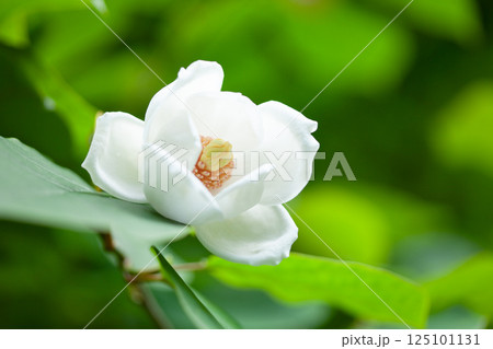 深い森に咲く幻の花オオヤマレンゲの白い花3 深い森に咲く幻の花オオヤマレンゲの白い花3 125101131