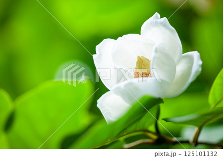 深い森に咲く幻の花オオヤマレンゲの白い花4 深い森に咲く幻の花オオヤマレンゲの白い花4 125101132
