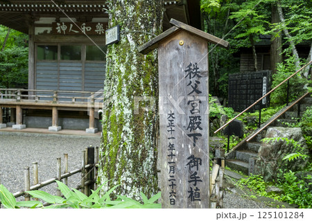 宝登山神社で、大正11年に秩父宮殿下がお手植えされた樹木 125101284