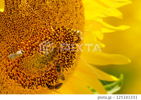 Blooming sunflower with honey bee Blooming sunflower with honey bee 125101331