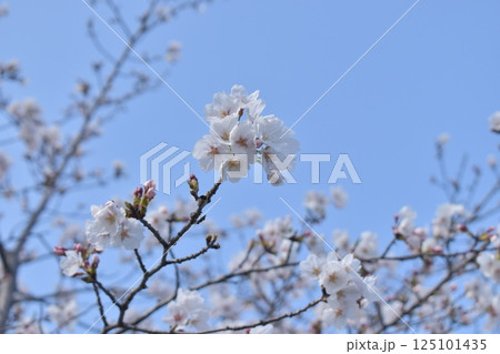 晴れた日の桜 晴れた日の桜 125101435