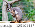 眠りこけるワラビー 125101437