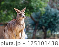 見つめるカンガルー 125101438