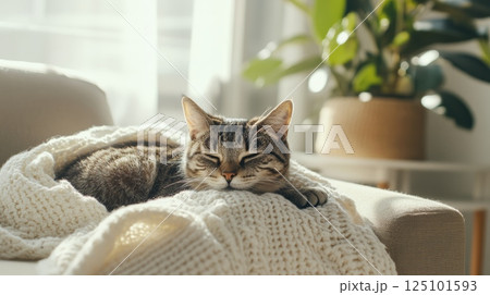 Cozy Cat Curled Up on Blanket in Sunlit Living Room Cozy Cat Curled Up on Blanket in Sunlit Living Room 125101593