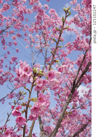 吉岡川　河津桜の春 125102247