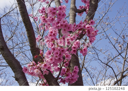 吉岡川 河津桜の春 吉岡川 河津桜の春 125102248