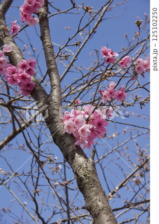 吉岡川 河津桜の春 吉岡川 河津桜の春 125102250