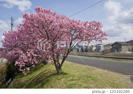 吉岡川 河津桜の春 吉岡川 河津桜の春 125102260