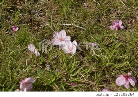 吉岡川　河津桜の春 125102264