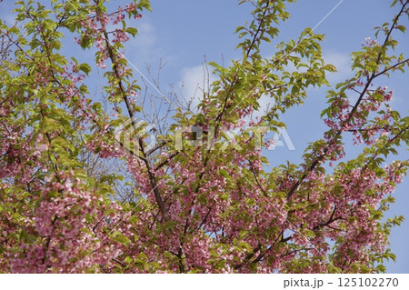 倉敷川 河津桜の春 倉敷川 河津桜の春 125102270