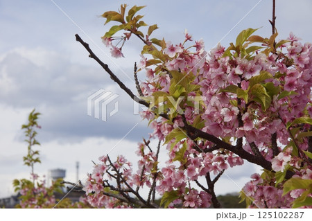 倉敷川　河津桜の春 125102287