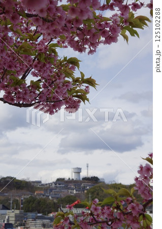 倉敷川　河津桜の春 125102288