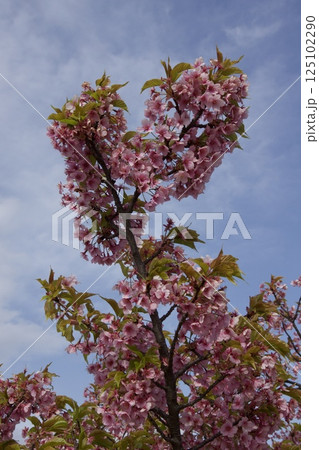 倉敷川 河津桜の春 倉敷川 河津桜の春 125102290
