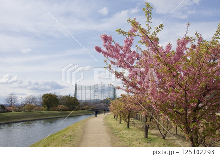 倉敷川 河津桜の春 倉敷川 河津桜の春 125102293