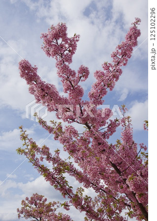 倉敷川 河津桜の春 倉敷川 河津桜の春 125102296