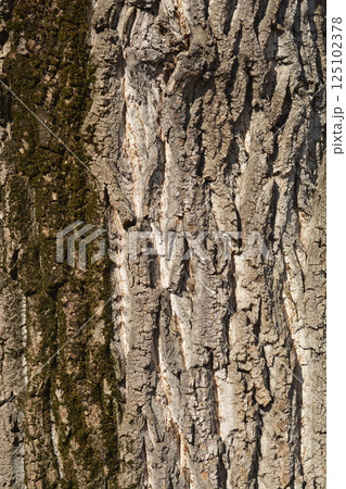 Candadian poplar Candadian poplar 125102378