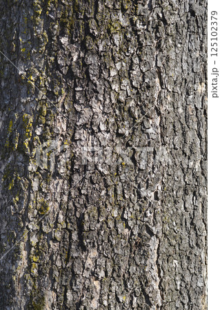 Common catalpa 125102379