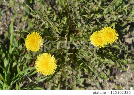 Common dandelion 125102380
