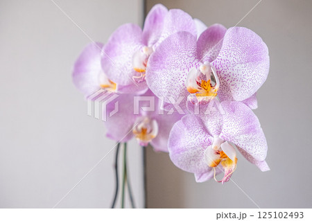 Delicate pink orchid blossoming in spring time 125102493