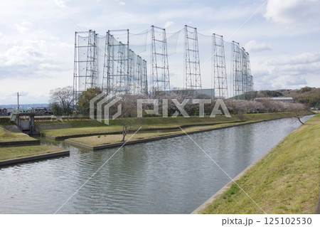 倉敷川　河津桜の春　ソメイヨシノの開花 125102530