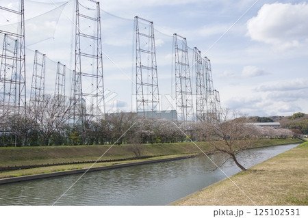 倉敷川 河津桜の春 ソメイヨシノの開花 倉敷川 河津桜の春 ソメイヨシノの開花 125102531