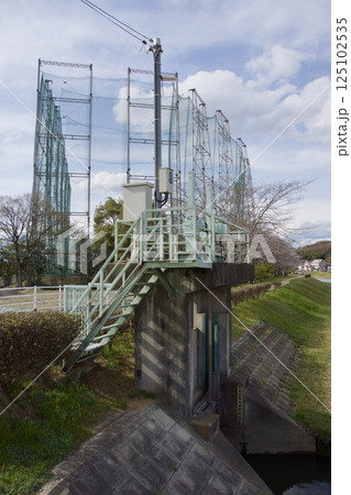 倉敷川 河津桜の春 ソメイヨシノの開花 倉敷川 河津桜の春 ソメイヨシノの開花 125102535