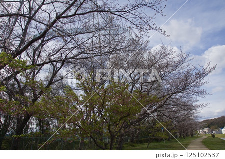 倉敷川 河津桜の春 ソメイヨシノの開花 倉敷川 河津桜の春 ソメイヨシノの開花 125102537