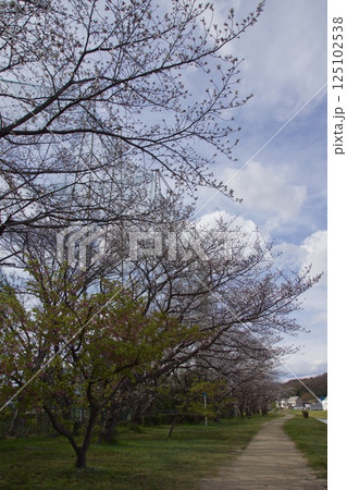 倉敷川　河津桜の春　ソメイヨシノの開花 125102538