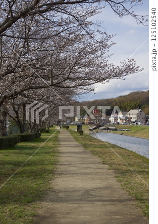 倉敷川 河津桜の春 ソメイヨシノの開花 倉敷川 河津桜の春 ソメイヨシノの開花 125102540
